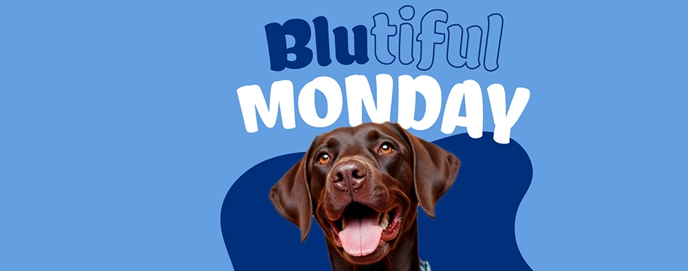 Bauzaar - Blutiful Monday Bauzaar -10% su snack e giochi
