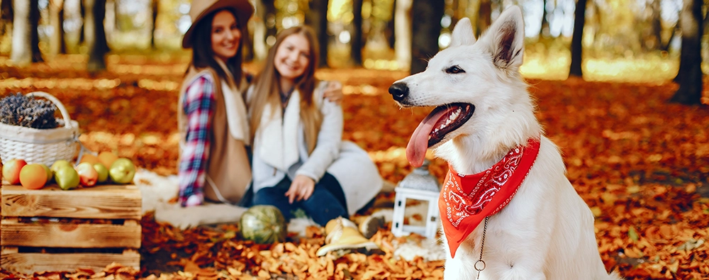 Purina - Codice Sconto Extra 25% Purina Shop