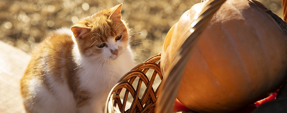 Purina - Purina Shop Codice Sconto del 20%